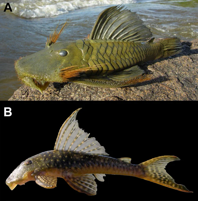 Armbruster, J. W., & Lujan, N. K.. (2024). New tribe-level classification of Hypostominae (Loricariidae) based on optimization of morphological states on DNA-based relationships, with descriptions of three new tribes and two new genera. Neotropical Ichthyology, 22(4), e240108. https://doi.org/10.1590/1982-0224-2024-0108