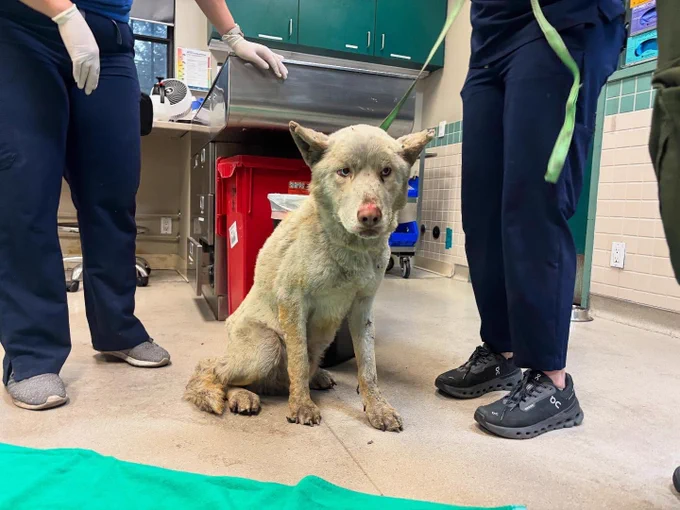 a light shepherd mix sits on the floor at pasadena humane. his fur is dirty, his ears and nose injured, and his paws look swollen and raw. two people in blue scrubs stand on either side of him as he awaits care.