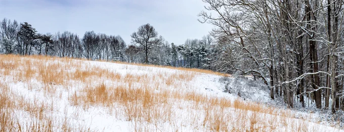 A snow-covered field bordered by forests