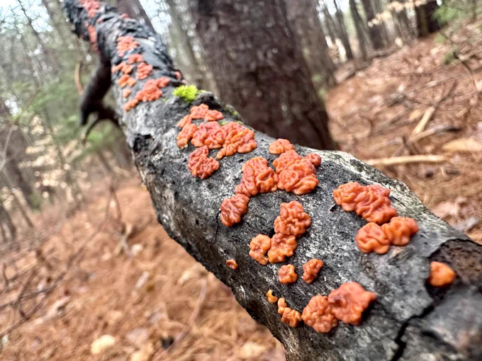Many patches of red, blobby, brain-looking fungus growing along the length of a downed tree branch, near to far, in the rainy autumn woods