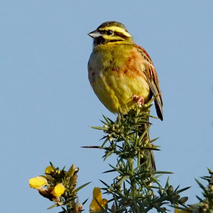 Photo of a cirl bunting perched on top of some gorse, with a distinctive black and yellow striped head.