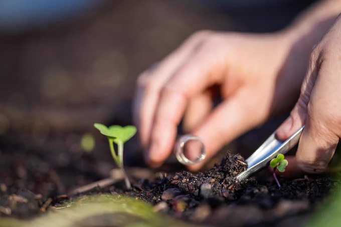 A close-up of hands collecting a soil sample