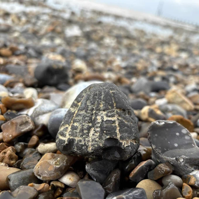 Cretaceous echinoid fossil from Cromer, Norfolk. ©Dodo and Dinosaur. Extraordinary Extinct™ Prehistoric Minibeasts: A First Guide to Fossils.