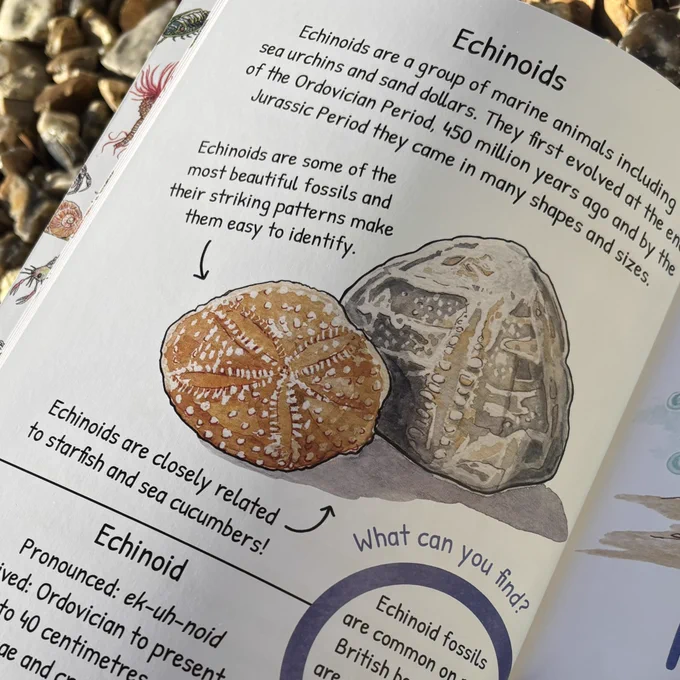 Award-winning Extraordinary Extinct™ Prehistoric Minibeasts: A First Guide to Fossils. ©Dodo and Dinosaur