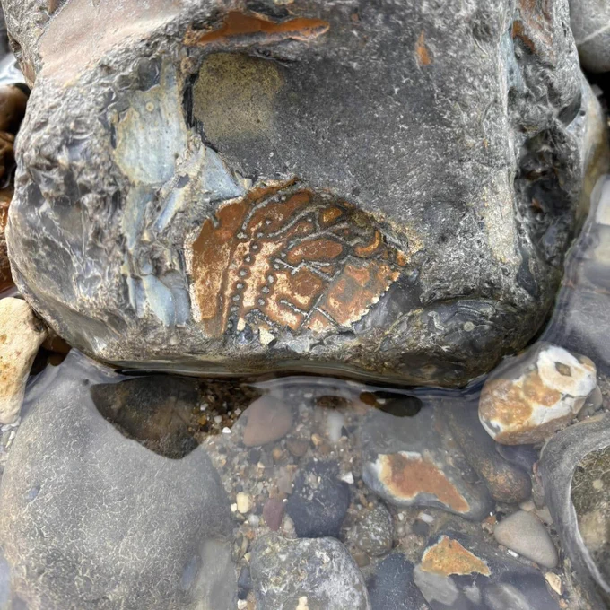 Cretaceous echinoid fossil from Cromer, Norfolk. ©Dodo and Dinosaur. Extraordinary Extinct™ Prehistoric Minibeasts: A First Guide to Fossils.