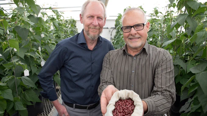 Two men stand in a greenhouse surrounded by potted bean plants, and hold up a bag of red kidney beans.