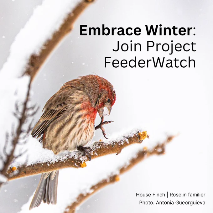 A House Finch preens itself on a snowy tree branch.
