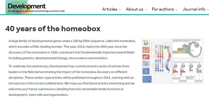 40 years of the homeobox
A large family of developmental genes share a 180 bp DNA sequence, called the homeobox, which encodes a DNA-binding domain. This year, 2024, marks the 40th year since the discovery of the homeobox in 1984, a landmark that fundamentally impacted several fields including genetics, developmental biology, neuroscience and evolution.

To celebrate this anniversary, Development has commissioned a series of articles from leaders in the field demonstrating the impact of the homeobox discovery on different disciplines. These review-type articles will be published throughout 2024, starting with an introductory Editorial and collated here. We hope you find these articles interesting and we welcome your future submissions detailing how this remarkable family functions in development, stem cells and regeneration.
