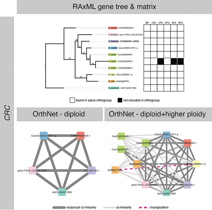 Figure showing the genes that comprise an orthogroup, graphically represented by a gene tree (left) and a gene cluster grouped by species (middle and right). Image credit: Irene Liao
