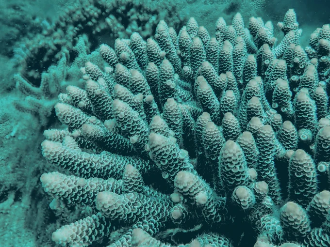 Underwater picture of the coral Acropora millepora.