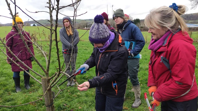 A person winter prunes a fruit tree while several people look on. 