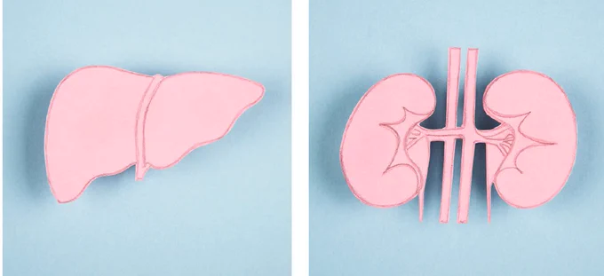 Illustration of human liver and kidney anatomy, crafted from pink material on a light blue background.