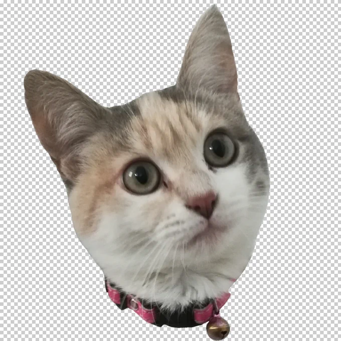 A cutout of a cat's head. She is wearing a pink collar, looking up and to the right, and her name is Ada.