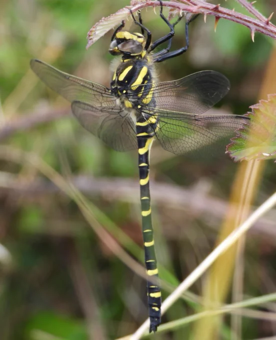 Golden-ringed Dragonfly