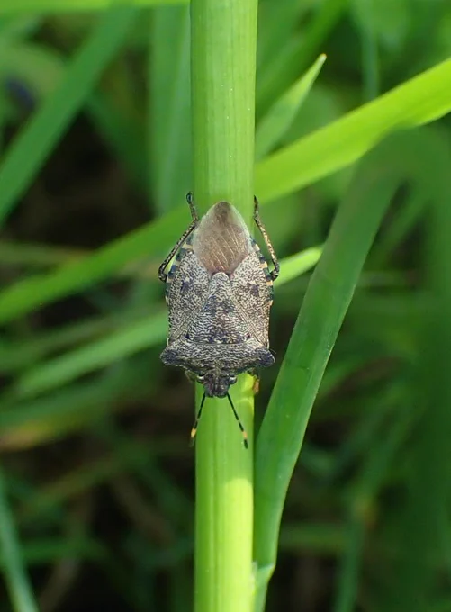 Bronze Shieldbug