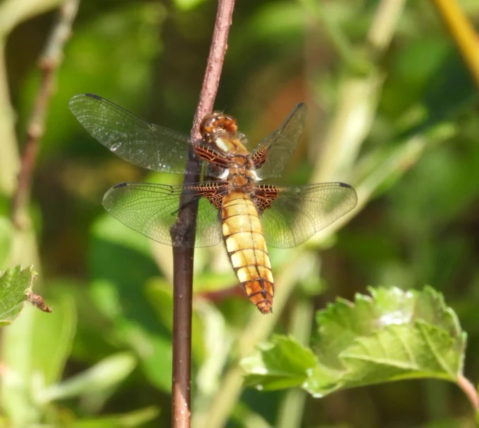 Broad-bodied Chaser