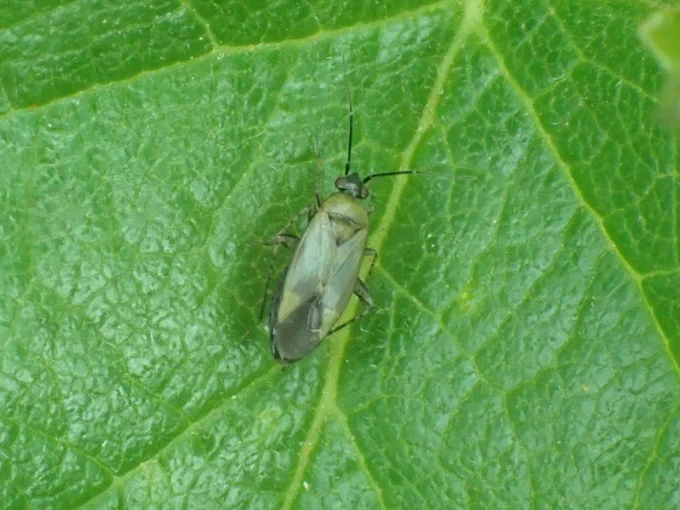 Plagiognathus arbustorum