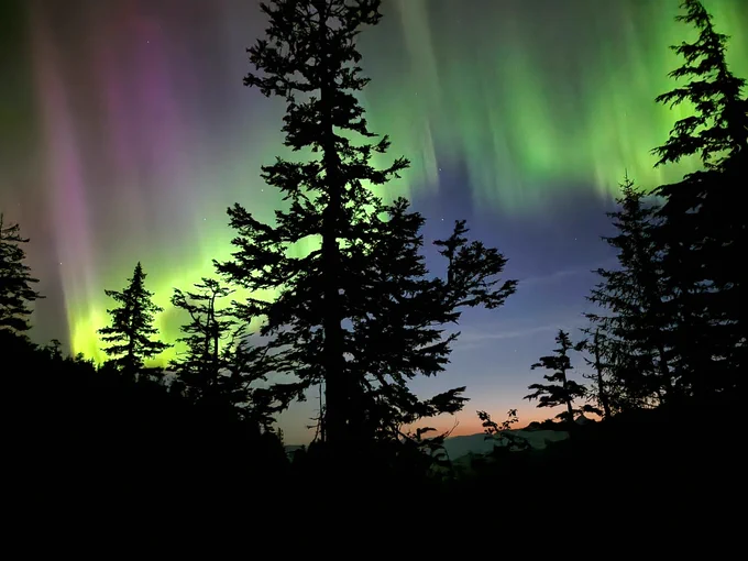 A green and purple band of light dances across a dark blue sky, the distant horizon glows orange as the sun begins to rise, large conifer trees are silhouetted in the foreground.