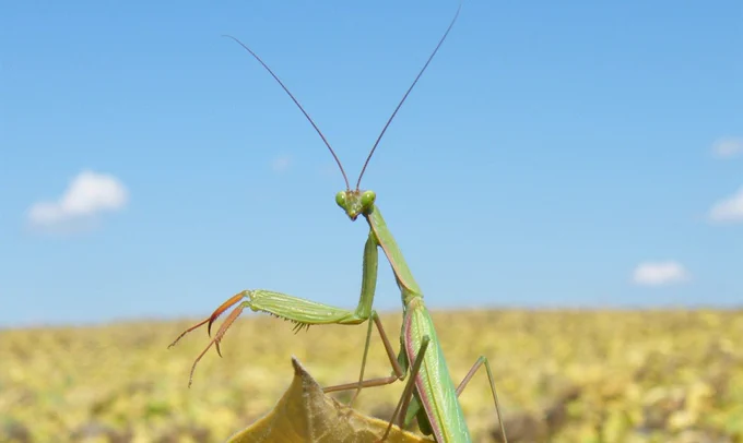 Praying mantis in a sunflower field - Photo by Tessa Kohn-Speyer