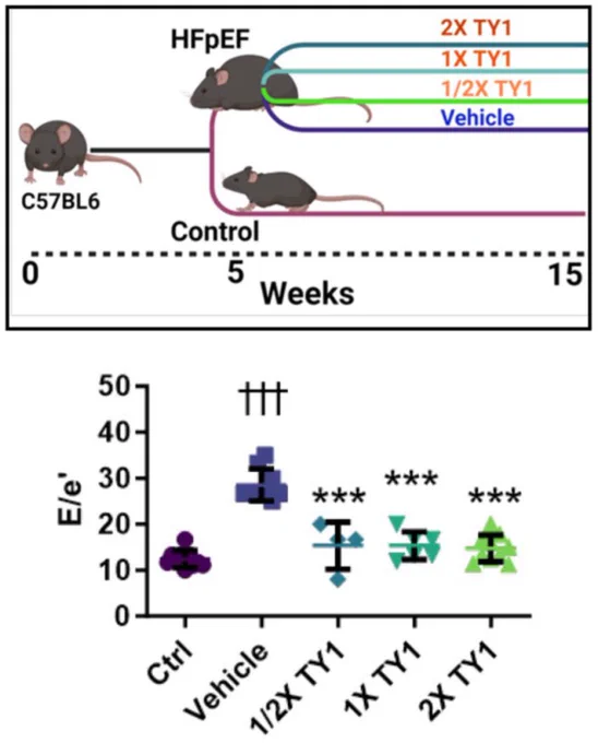 Study outline for investigating the efficacy of intravenous administration TY1 in a mouse two-hit model of HFpEF. Wildtype c57BL/6 mice were placed on a high-fat diet and the nitric oxide synthase inhibitor Nω-Nitro-L-arginine methyl ester (L-NAME) for five weeks whereafter they were randomized to receive intravenous (retro-orbital) infusions of vehicle (saline; negative control) or TY1 (0.15 mg/kg) at frequencies of every other week, weekly, or biweekly (total of 10 weeks).
TY1 administration reduced diastolic dysfunction as indicated by echocardiographic E/e´(n = 4–10 animals per group).