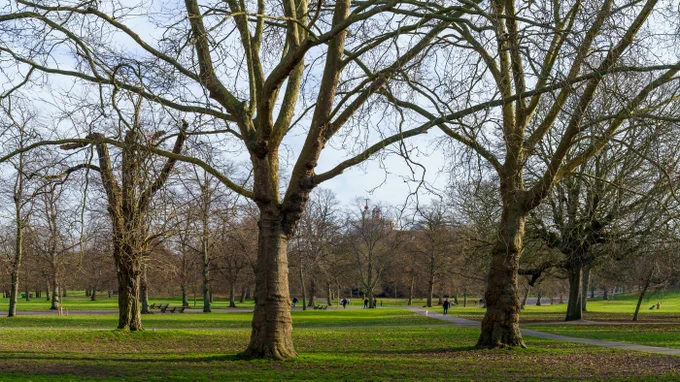 View of Greenwich Park with several large, bare trees and people walking on pathways in the distance.