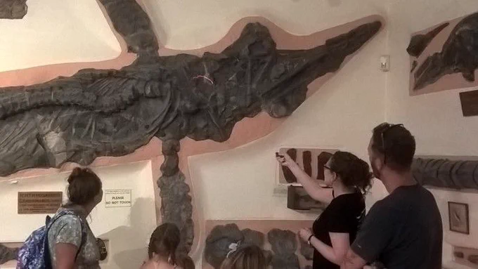 Large skeleton of an ichthyosaur mounted diagonally on a wall. The front fins are splayed out to either side. A group of people listen to a lady who is pointing out features on the skeleton.