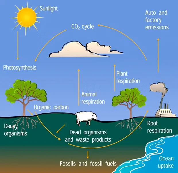 A graphic of the carbon cycle that shows a variety of reservoirs, where carbon is stored, and fluxes, how carbon moves.