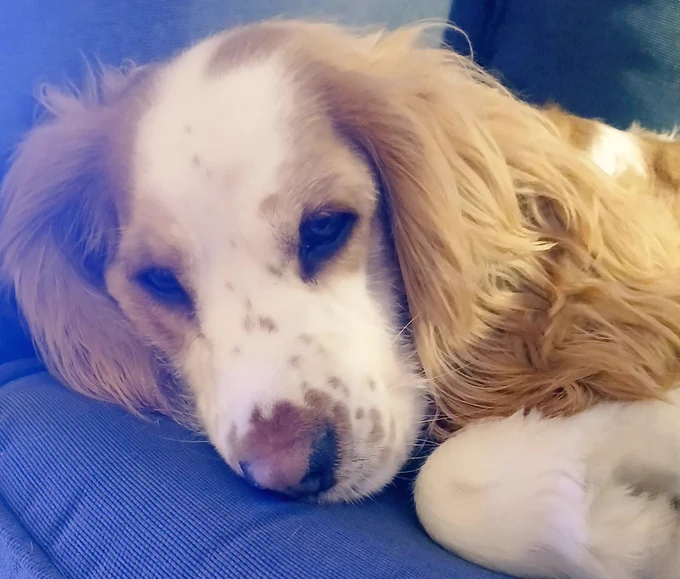 A photo of a sleepy Bonnie the dog on the sofa 