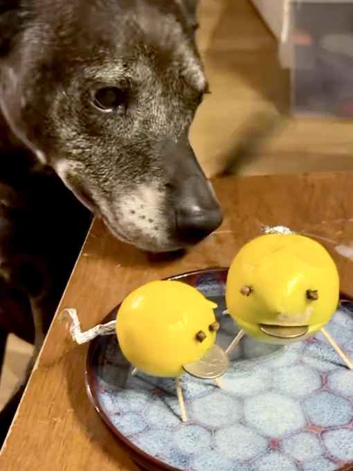 Cleo looks at two lemons vaguely in the shape of pigs