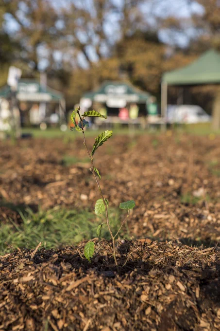 A newly planted tree whip