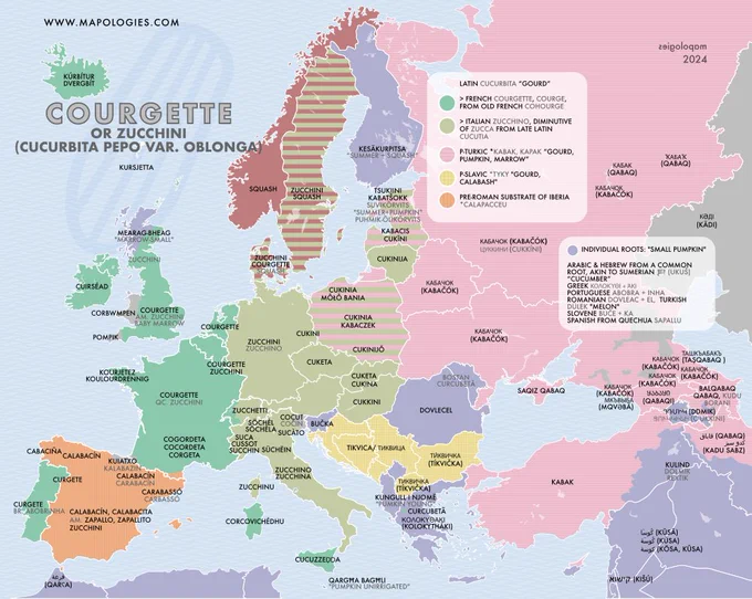etymology map of courgette or zucchini