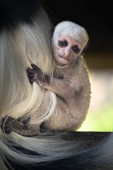 A closeup of Casper the baby colobus monkey clinging to his mother Chrissy. He is looking directly at the camera with dark brown eyes. He is white in color, with black hands and feet, and black markings around his eyes.