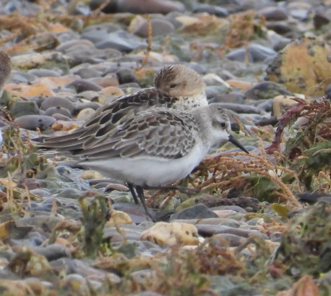 Semipalmated Sandpiper - Dean Hall