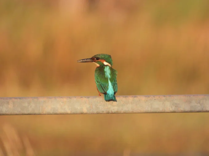 Kingfisher - Lee Collins