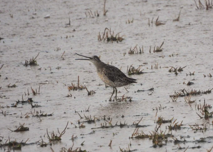 Long-billed Dowitcher - Lee Collins