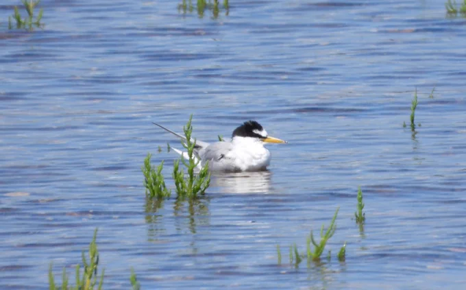 Little Tern - Lee Collins