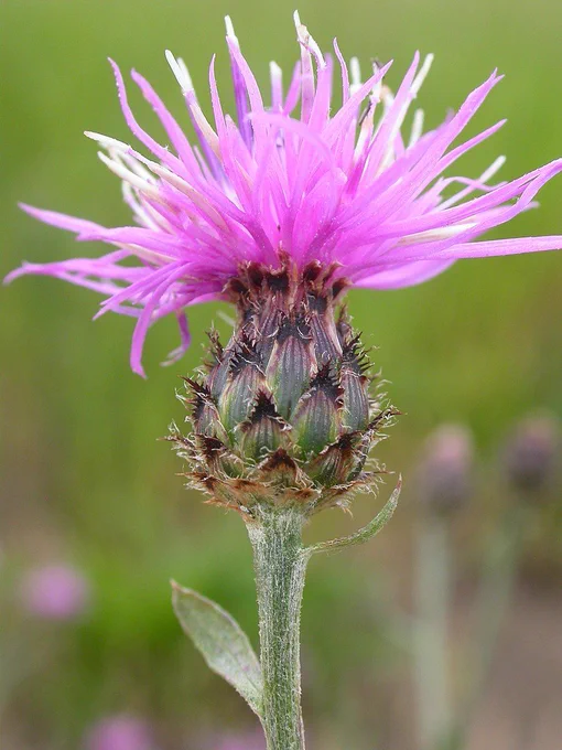 Centaurea stoebe, source: Matt Lavin, Wikipedia
