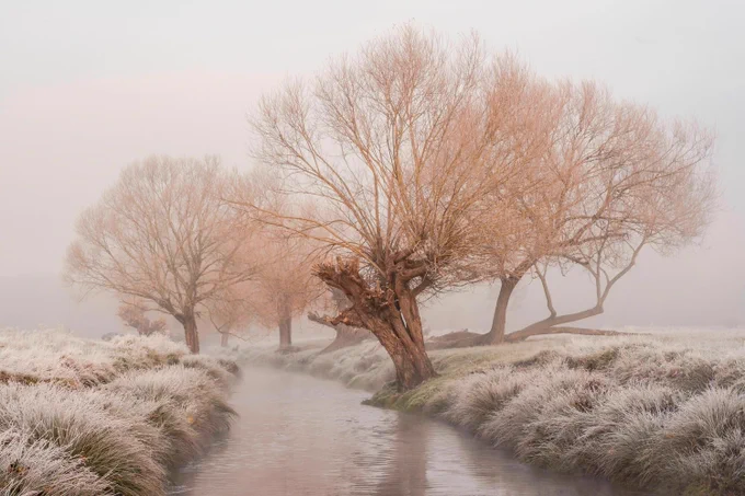A serene winter scene featuring a narrow, meandering stream flanked by frosted grass and leafless, ice-coated trees under a soft, foggy light in Richmond Park. 