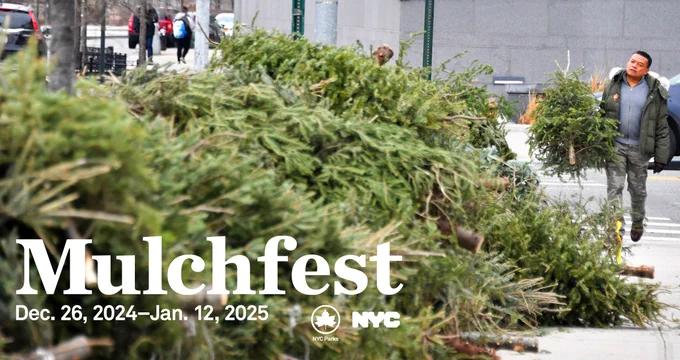 A pile of christmas trees ready to be mulched. 