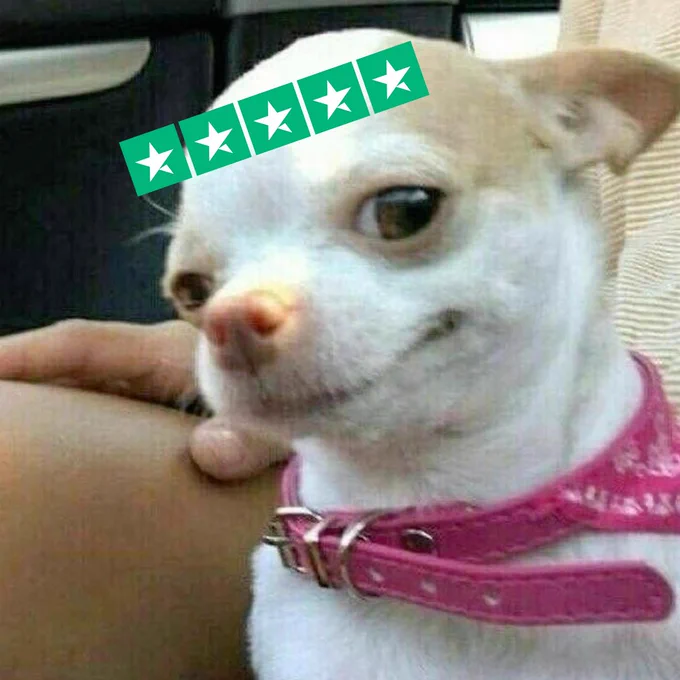 A small dog wearing a pink collar sits against a person, with its face partially covered by a graphic showing five green stars. The dog has a smirk look on its face. 
