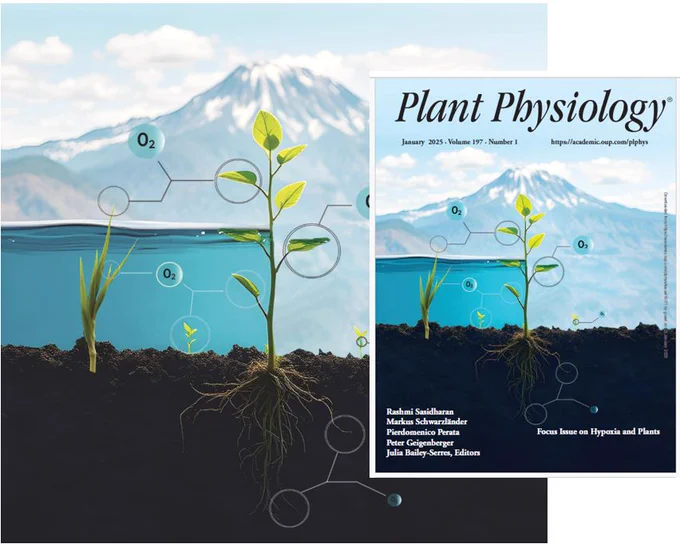 The diverse aspects of hypoxia. The size of the oxygen bubble correlates with concentration. This collection highlights the importance of hypoxia for plant development and environmental adaptation such as during flooding, in compacted or poorly aerated soils, high altitudes, and within meristematic tissues. Image credit: Moe Abbas.