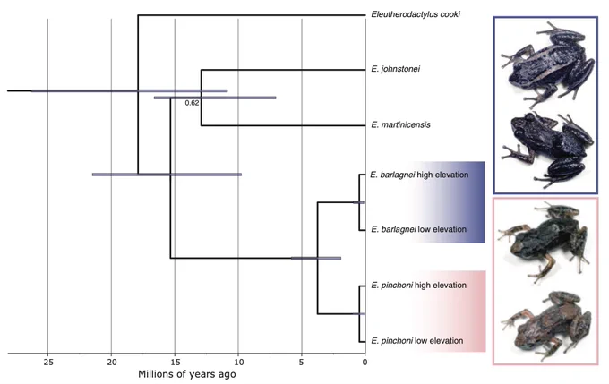 Phylogeny of Guadeloupe's endemic Eleutherodactylus (E. barlagnei and E. pinchoni) 