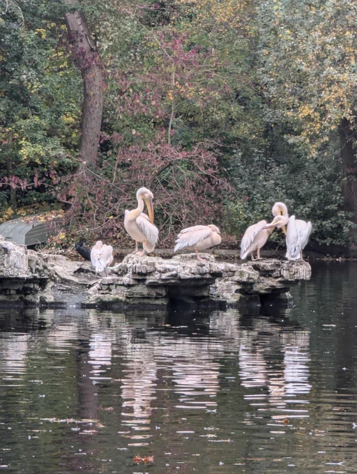 A lake in a park in November. THere are four pelicans standing together on rocks in the water