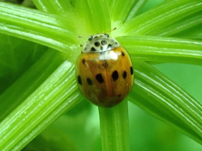 10-spot Ladybird