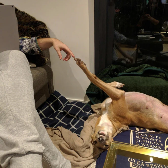cachorro dormindo deitado de barriga pra cima todo torto com uma pata pra cima e no sofá uma pessoa usando o computador e com o seu indicador tocando a patinha do cachorro tal qual o quadro A Criação de Adão