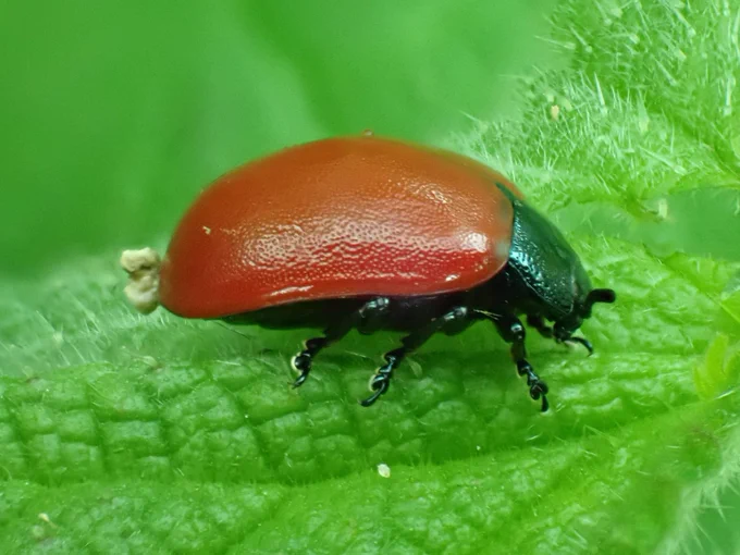 Red Poplar Leaf Beetle Chrysomela populi