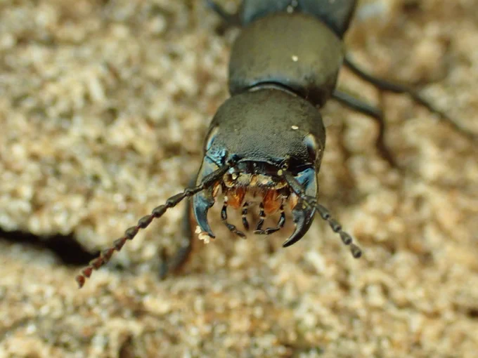 Devil's Coach Horse