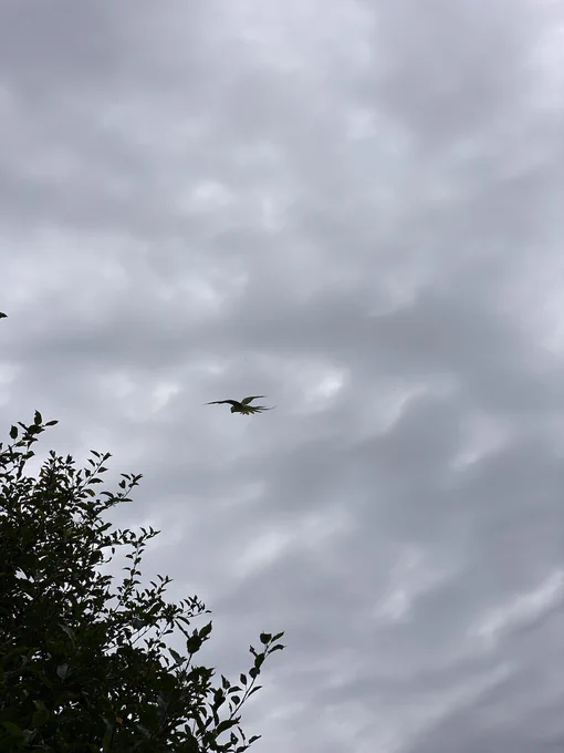 Parakeet, mid-flight, making for a treetop against a cloudy grey sky