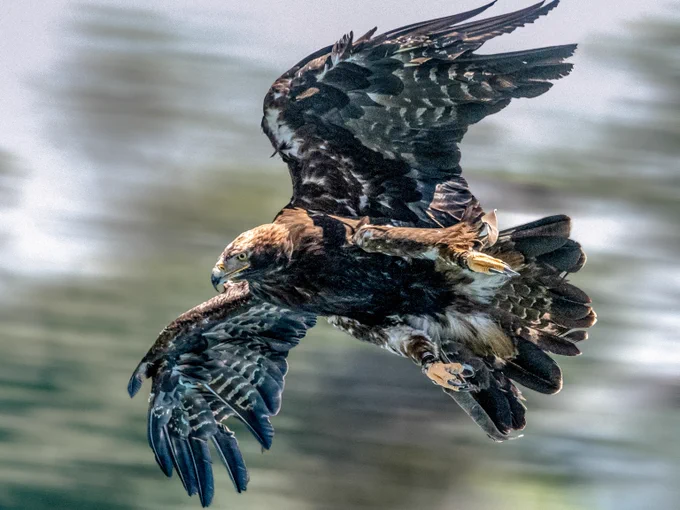 an Imperial eagle in flight