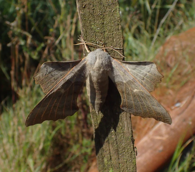 Poplar Hawkmoth